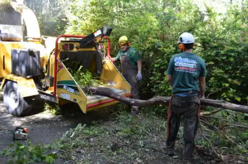 tree services Crested Butte